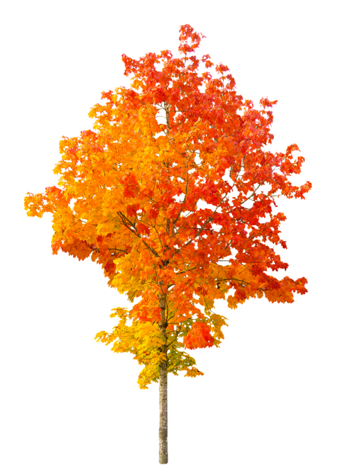 nature autumn tree
