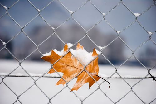 nature leaf snow