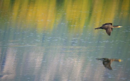 nature cormorant water