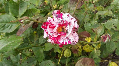 nature flower rose