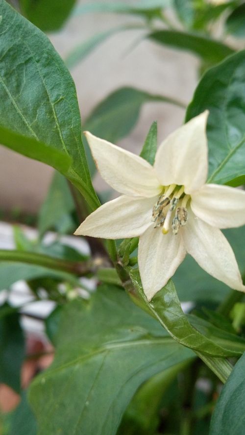 nature leaves flower