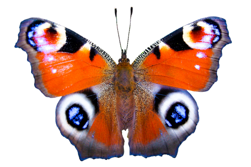 nature animals butterfly