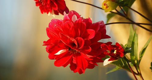 nature flower plant garden