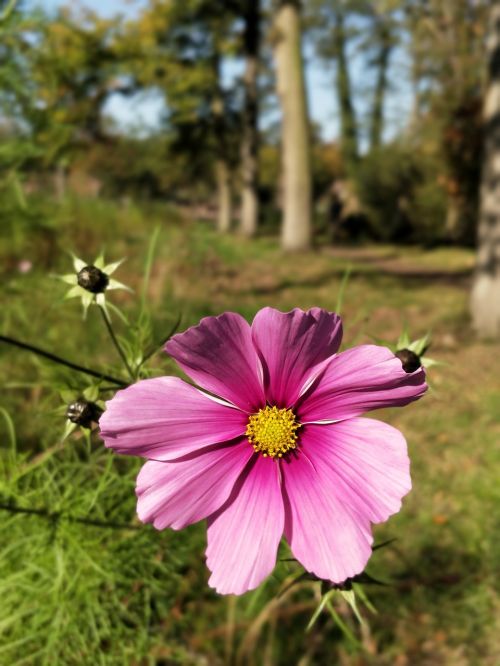 nature flower summer