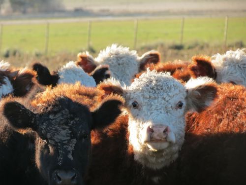 nature animals calves