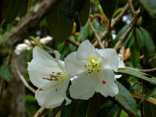 nature garden petal