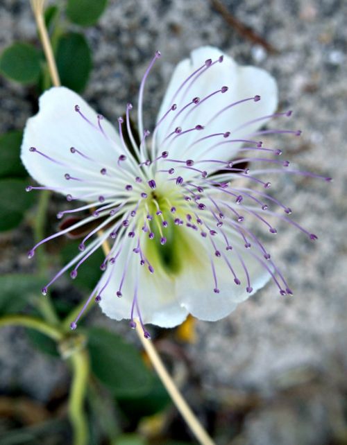 nature wild flower macro