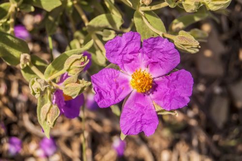 nature wild flower macro