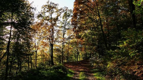 nature forest sun