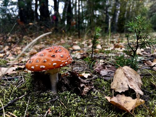nature fungus mushroom