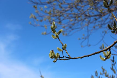 nature spring tree