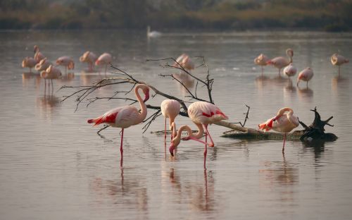 nature flamingo flamingos