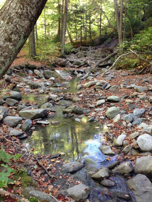 nature forest creek