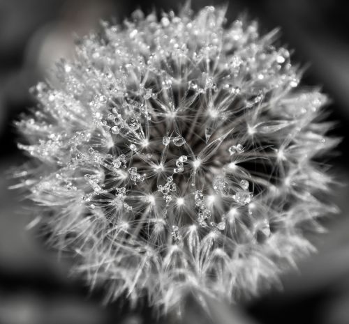 nature flower dandelion