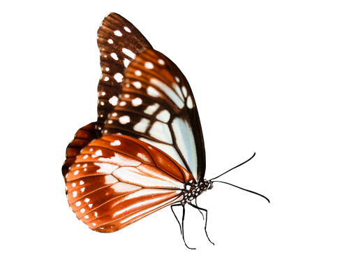 nature animals butterfly