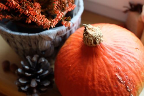 nature still life pumpkin