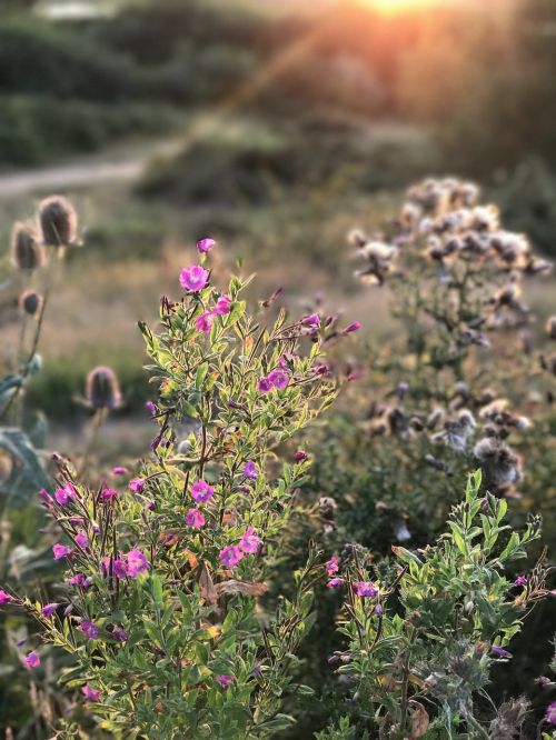 nature sunset dusk