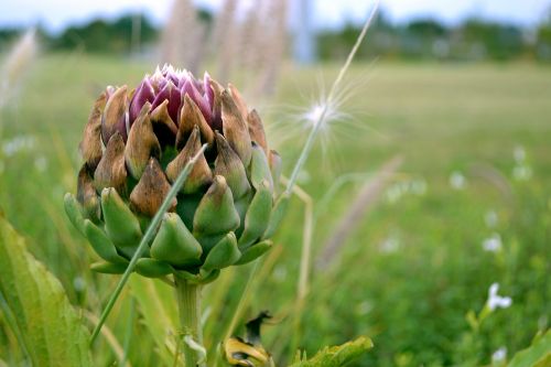 nature meadow flower