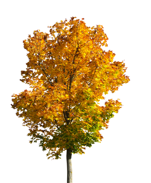 nature tree autumn