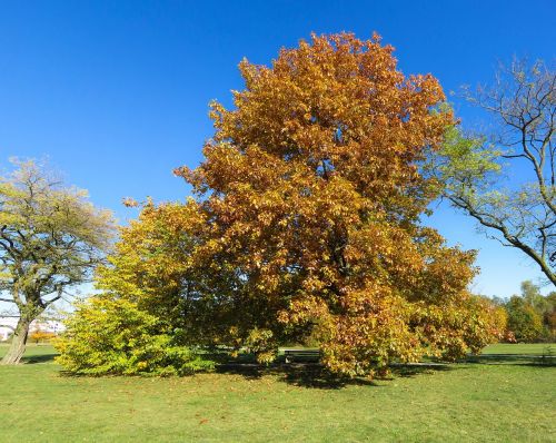 nature tree autumn