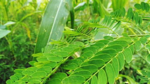 nature fresh nature leaf