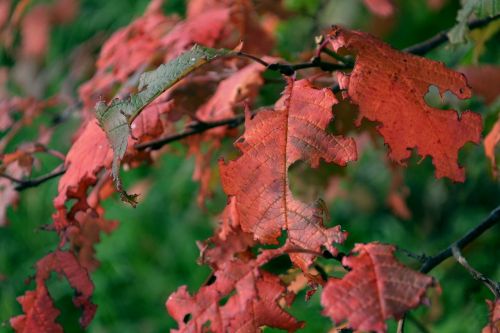 nature autumn september