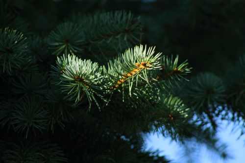nature fir green