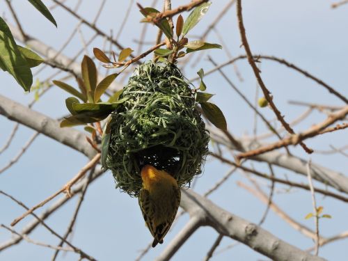 nature bird's nest breed