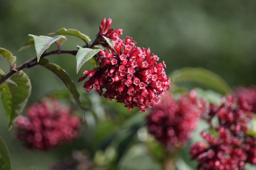 nature flower plant