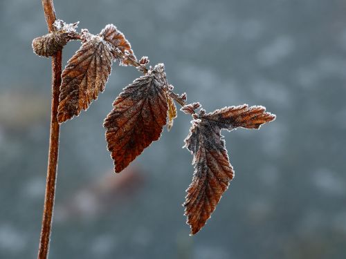 nature winter frozen