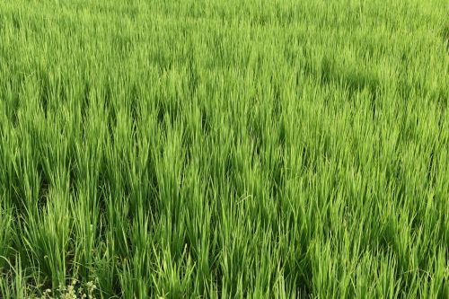 nature paddy rice