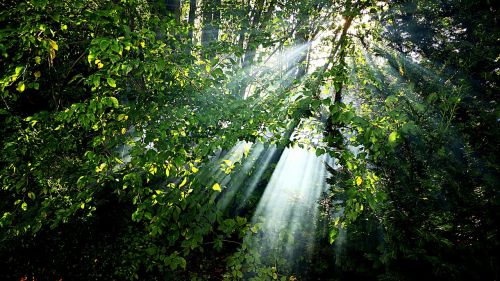 nature green lichtspiel