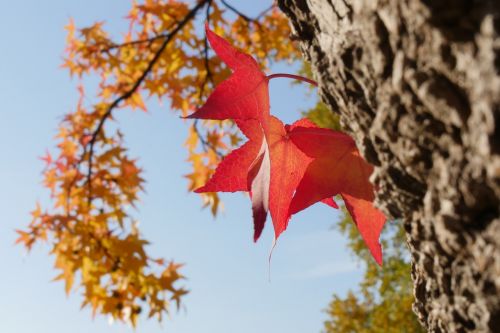 nature tree leaf