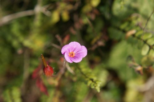 nature beautiful flower close