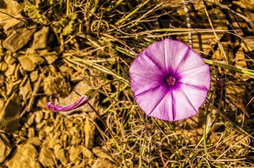 nature plant flower