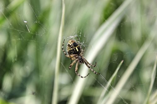 nature summer spiders