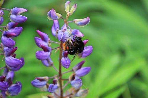 nature flower bumblebee