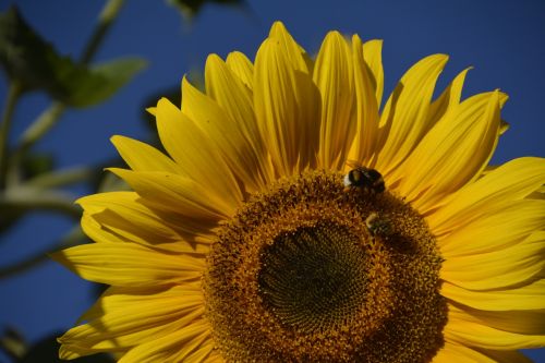 nature animal blossom