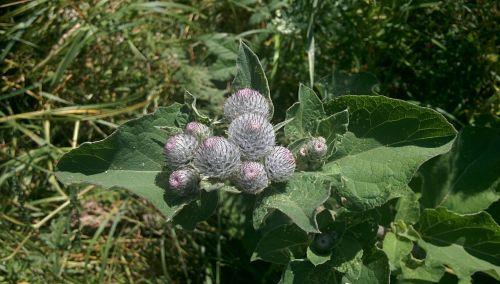 nature plant green