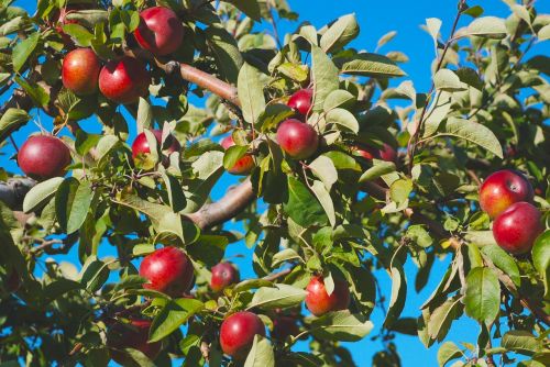 nature tree apple