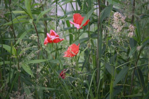 nature flowers wild flowers