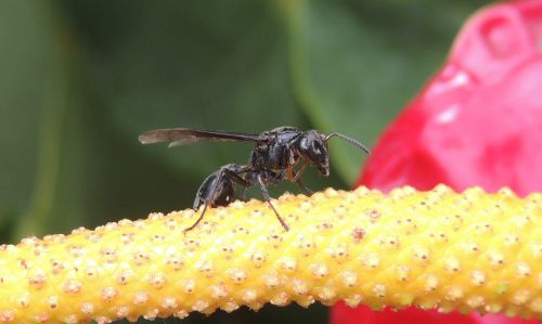 nature macro insect