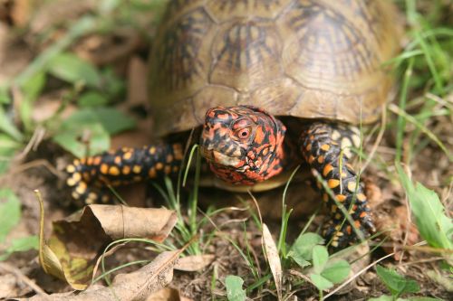 nature turtle reptile