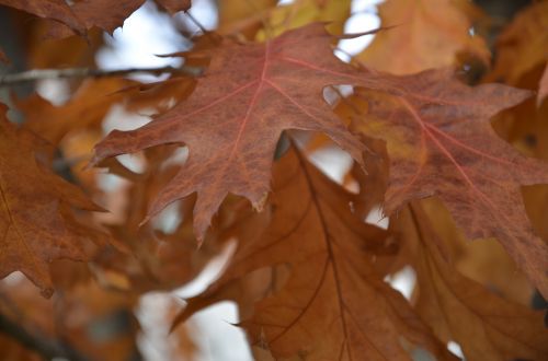 nature dried leaves autumn