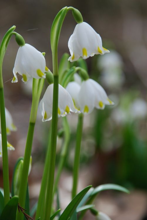 nature plant flower