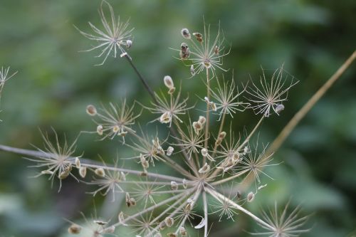 nature flora summer