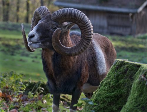 nature mouflon animals