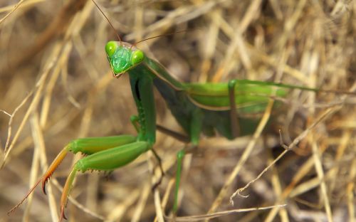 nature insect mantis
