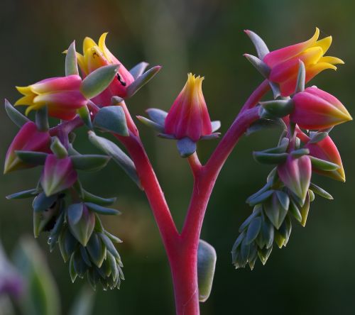 nature flower succulent