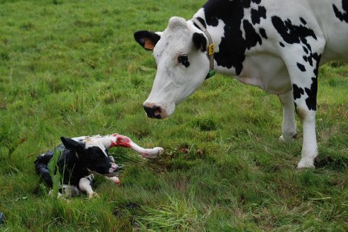 nature birth veal
